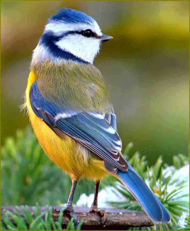 Blaumeise